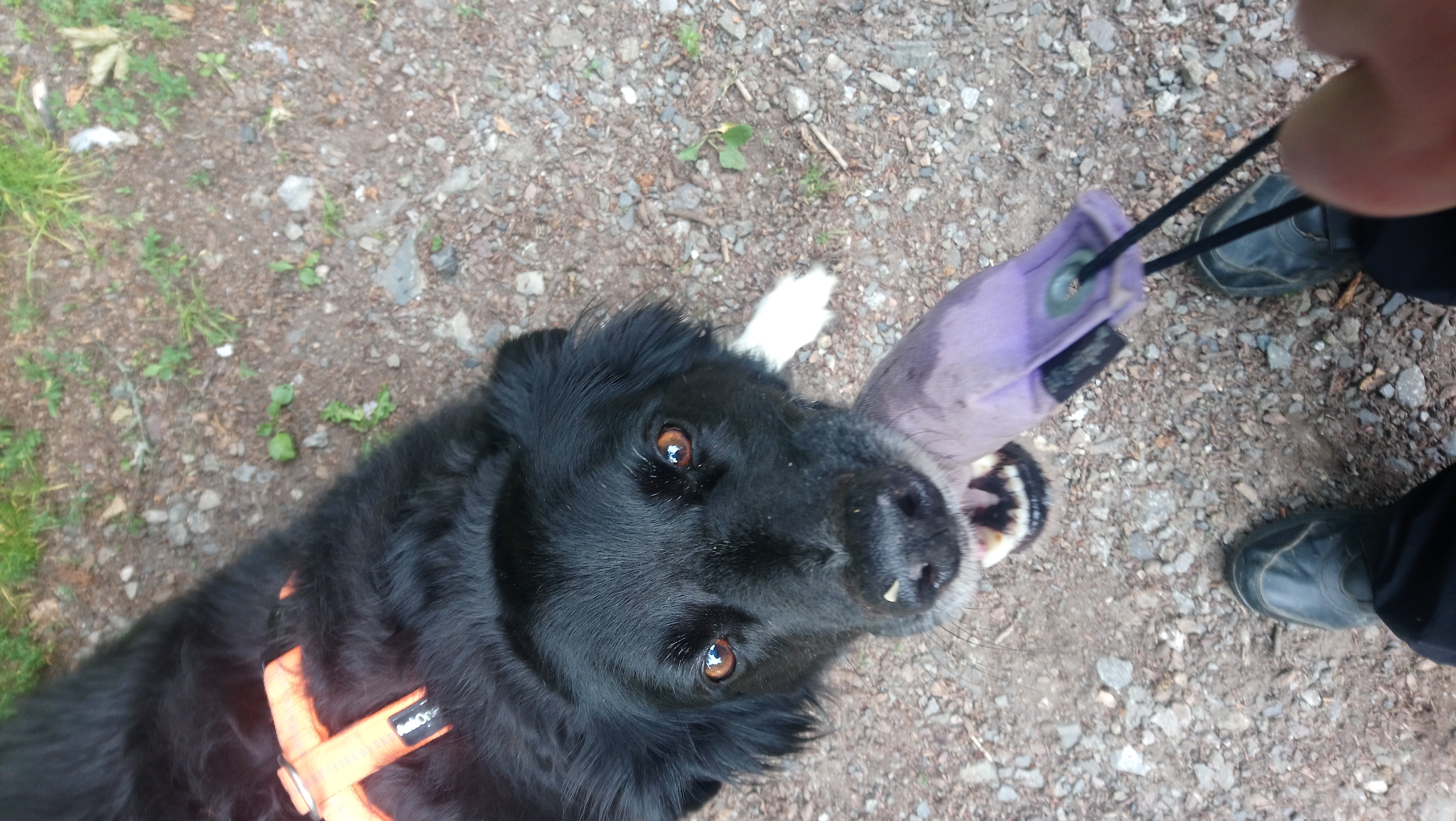 Dummy – Hundefreunde via Regia