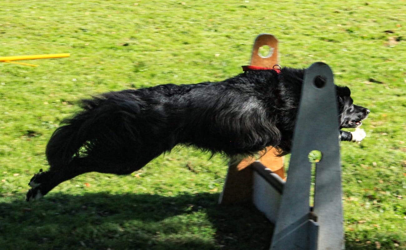 Flyball – Hundefreunde via Regia