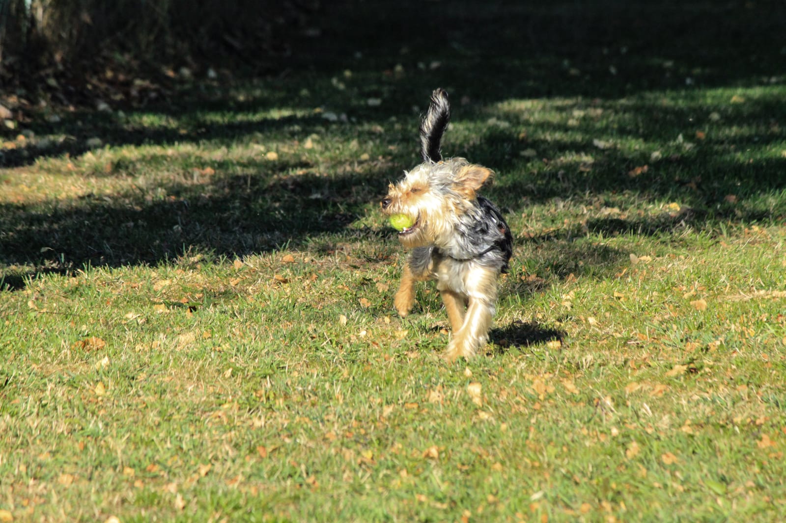 Fun Agi – Hundefreunde via Regia